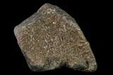 Fossil Ichthyosaur (Opthalmosaurus) Flipper Digit - England #136742-1